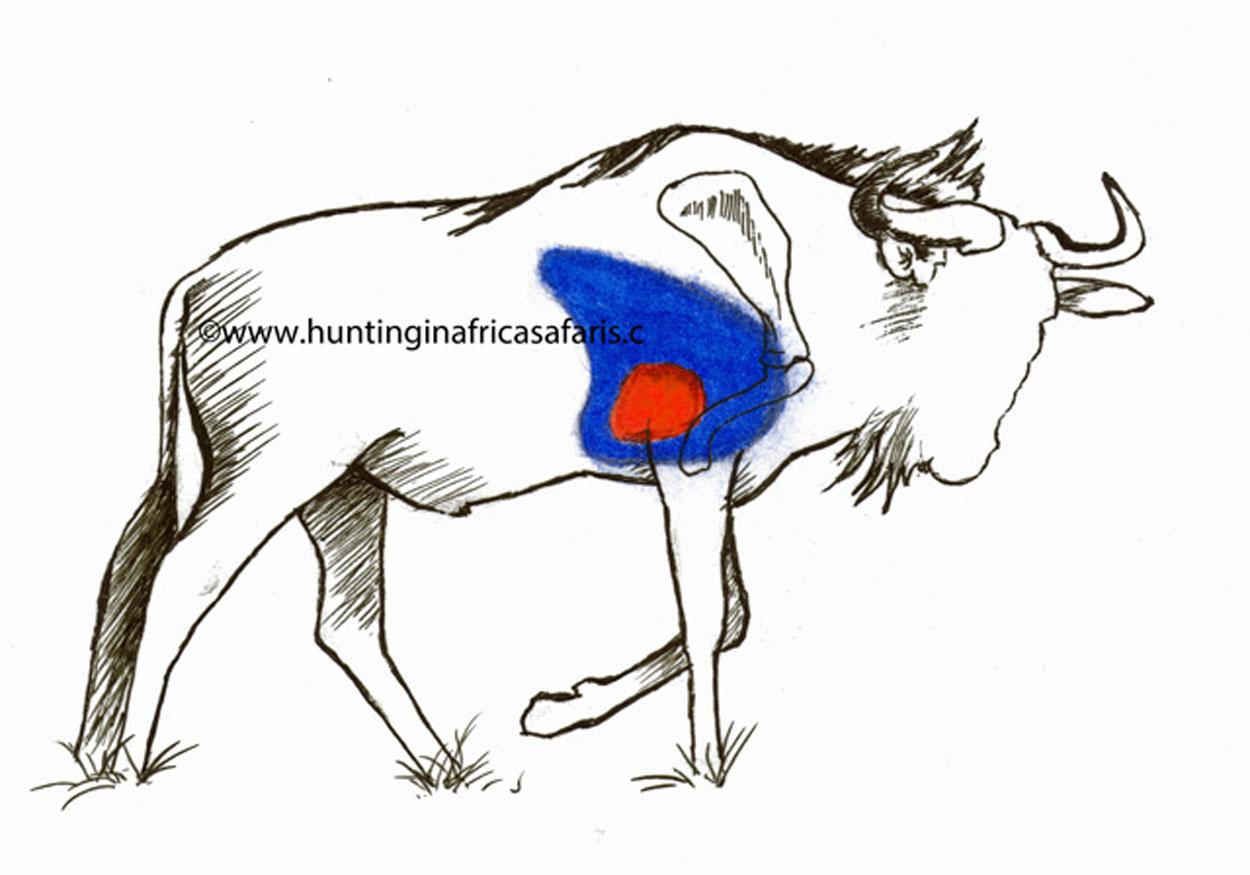Shot placement golden wildebeest South Africa Golden wildebeest shot placement diagram for African safari