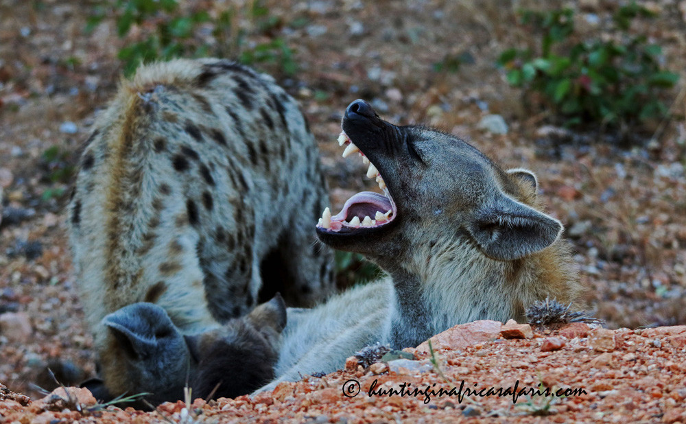 Best caliber for hunting spotted hyena