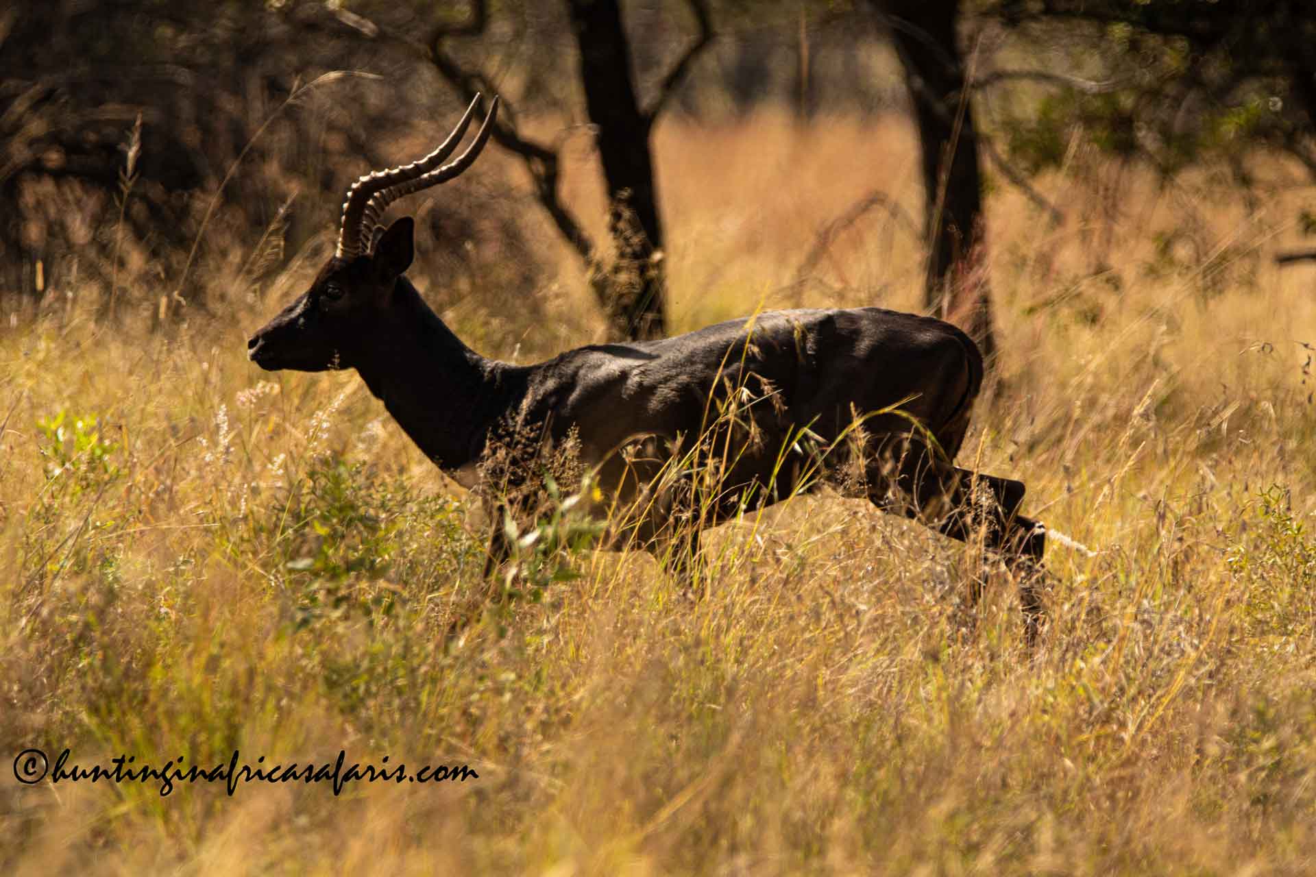 Best black impala hunting South Africa Best black impala hunting South Africa