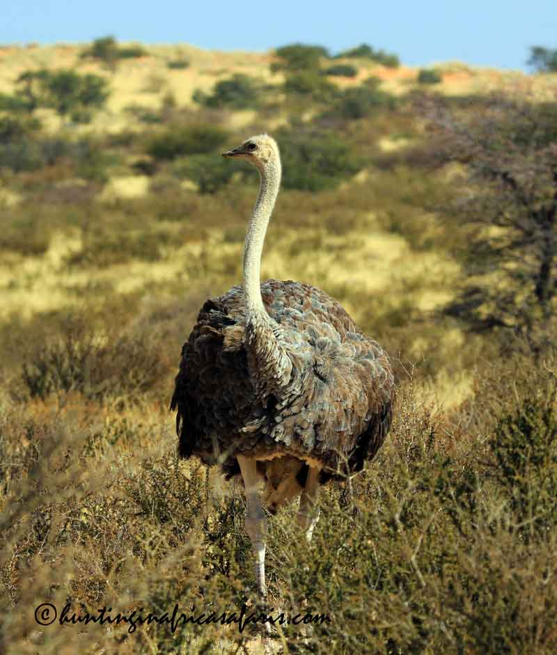 Difference between female and male ostrich Difference between female and male ostrich