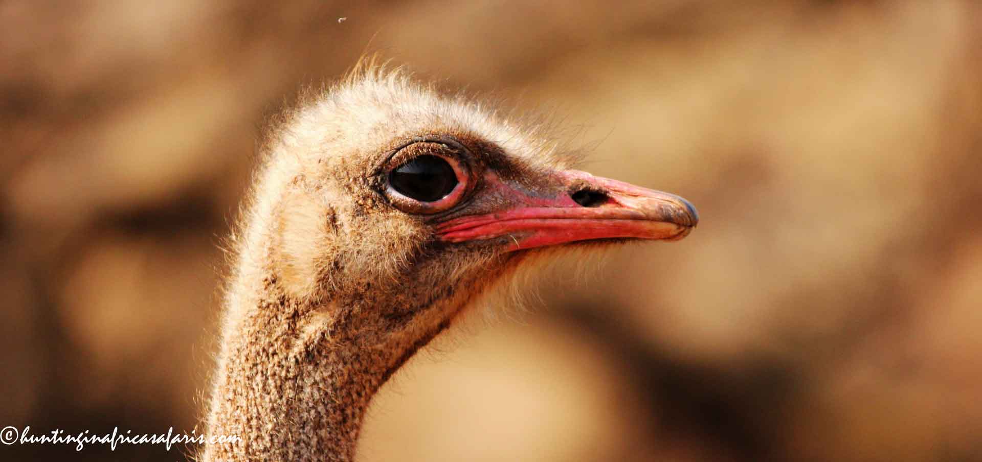 Hunting ostrich Africa prices Hunting ostrich Africa prices