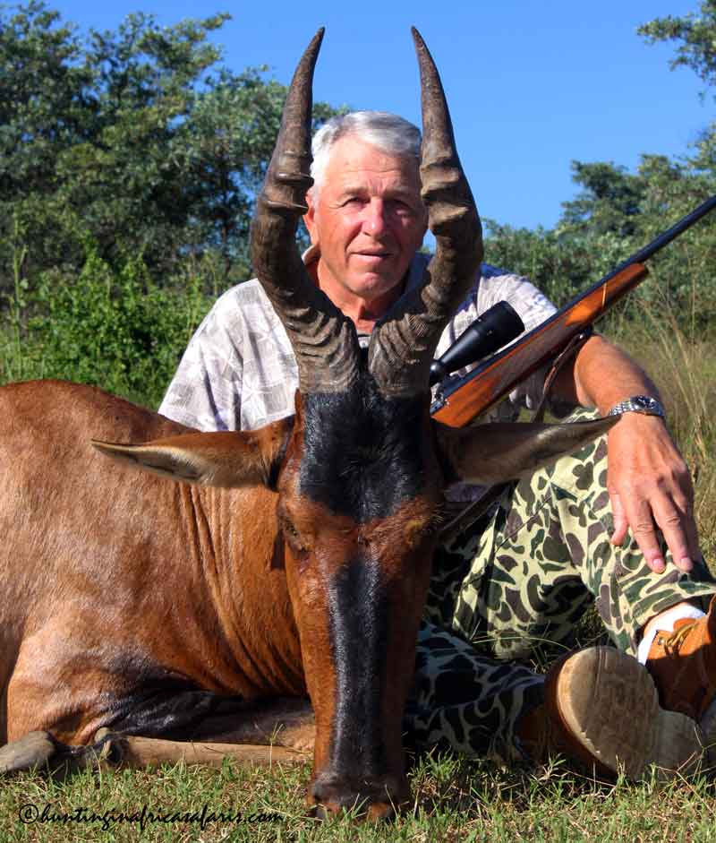 Hunting red hartebeest in South Africa Hunting red hartebeest in South Africa