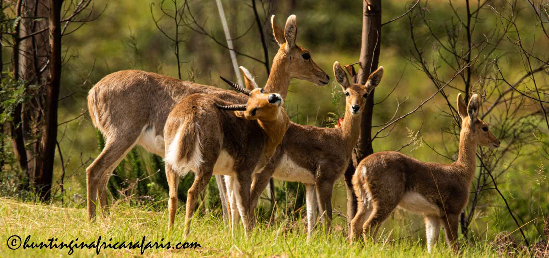 Mountain reedbuck hunting in Africa safaris Mountain reedbuck hunting in Africa safaris