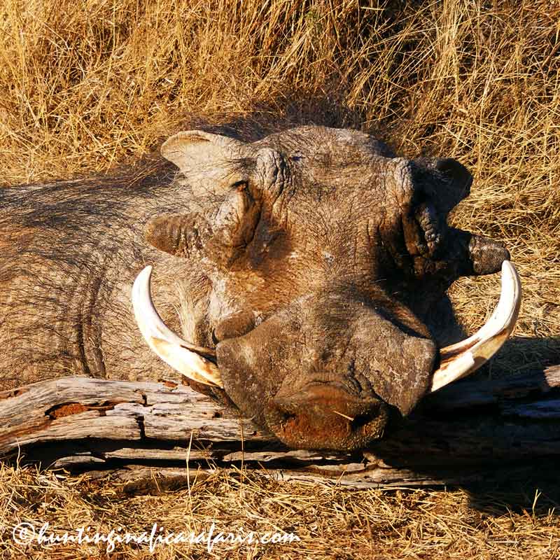 Trophy warthog hunt included in the best kudu hunting packages in the world