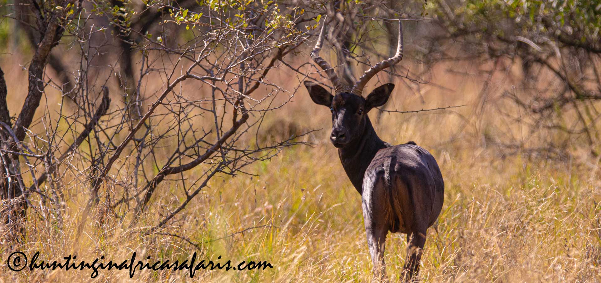 Black impala hunting in South Africa Black impala hunting in South Africa