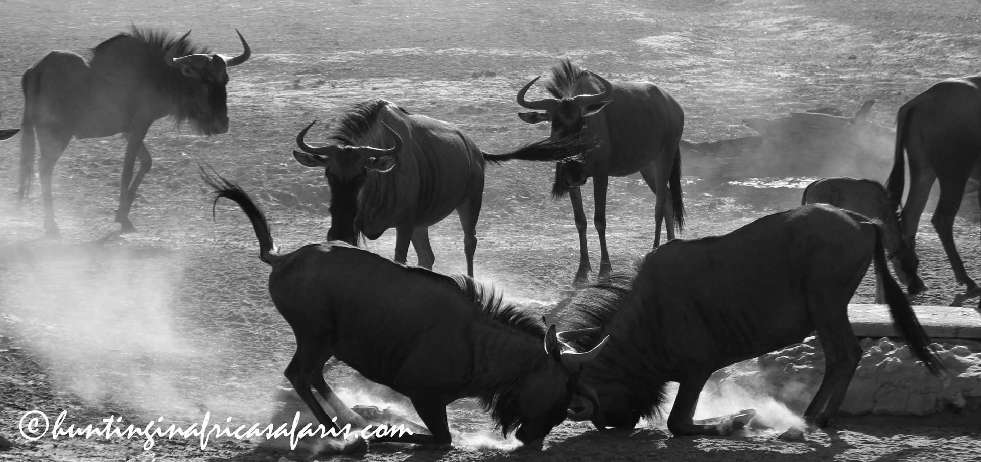 Cost to hunt blue wildebeest South Africa Cost to hunt blue wildebeest South Africa