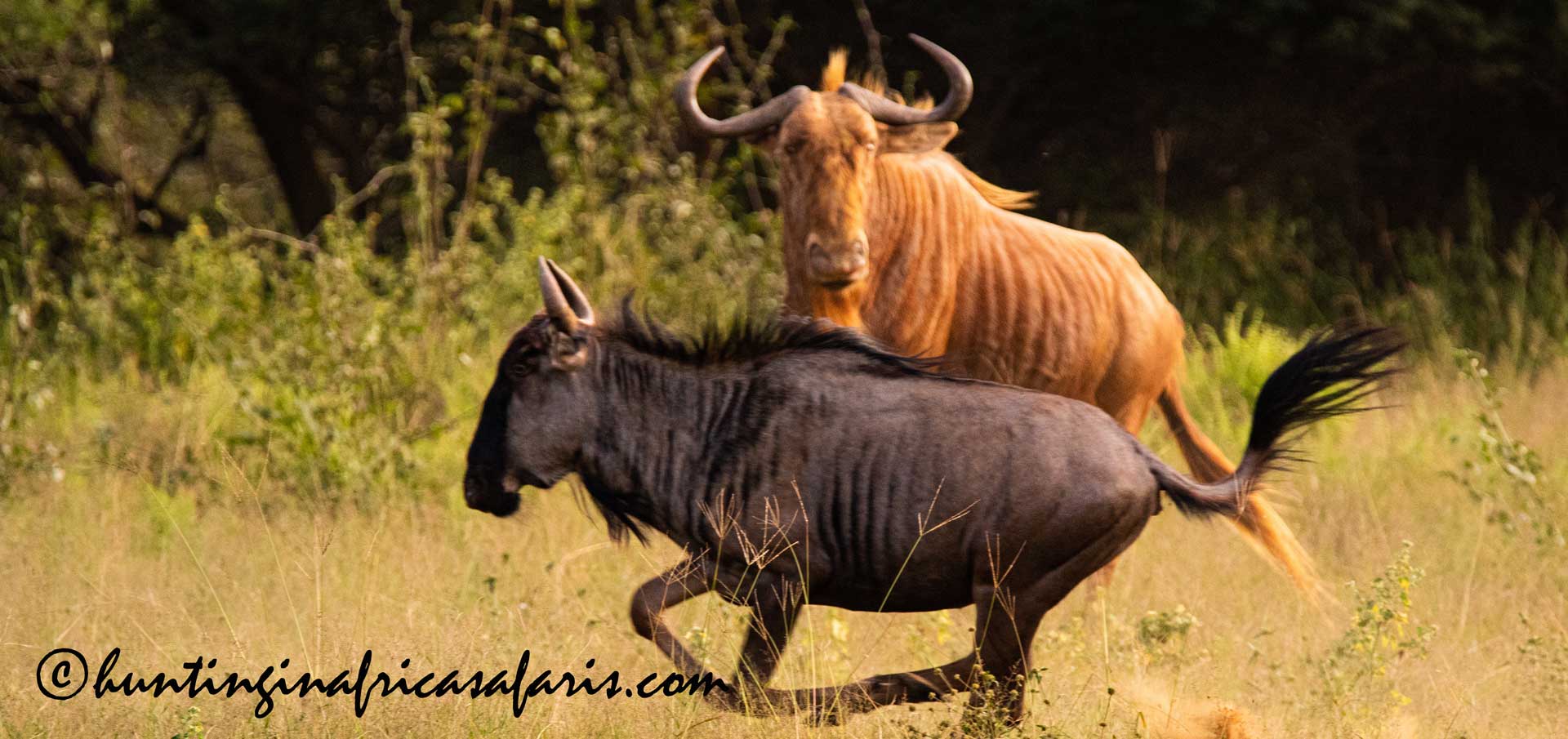 Golden Wildebeest hunting in South Africa your successful safari Golden Wildebeest hunting in South Africa your successful safari