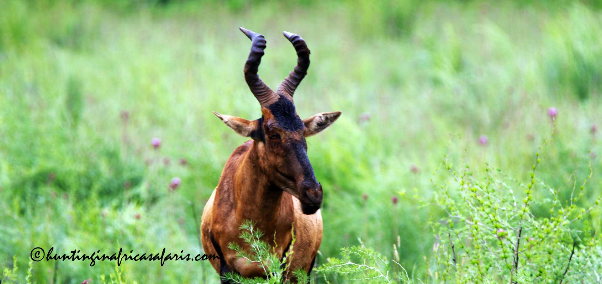 Red hartebeest hunting in South Africa Red hartebeest hunting in South Africa
