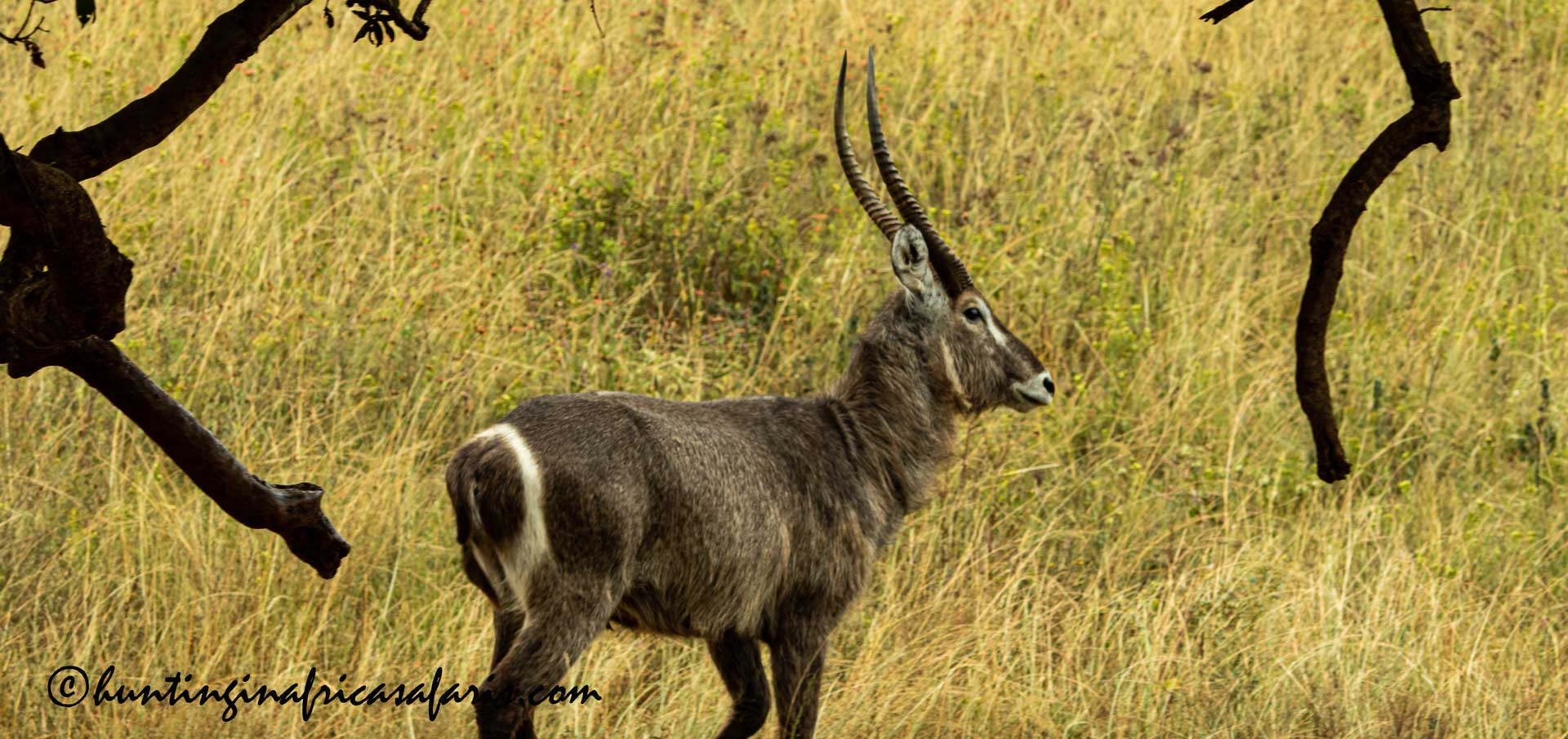 Waterbuck hunting in South Africa Mature waterbuck bull trophy harvested during a South African hunting safari.