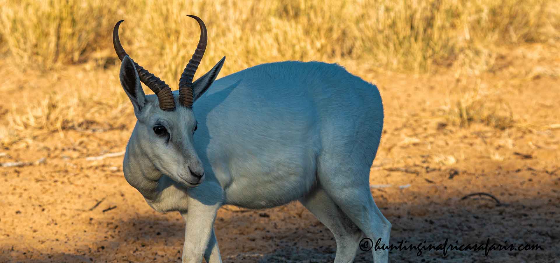 White springbok hunting in South Africa White springbok hunting in South Africa
