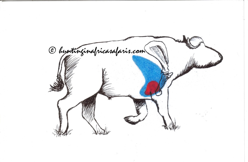 Cape buffalo cow shot placement diagram image Outline drawing of a Cape buffalo showing the vital organs. The diagram highlights the large, forward-set lungs (blue) and the heart (red) positioned low on the shoulder, essential information for ethical Cape buffalo shot placement.