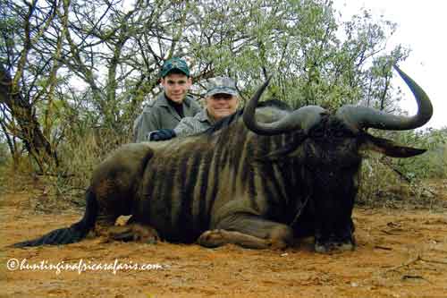 Blue wildebeest habitat and conservation status Hunter and son with a Blue Wildebeest trophy, symbolizing the species' strong conservation status (Connochaetes taurinus).