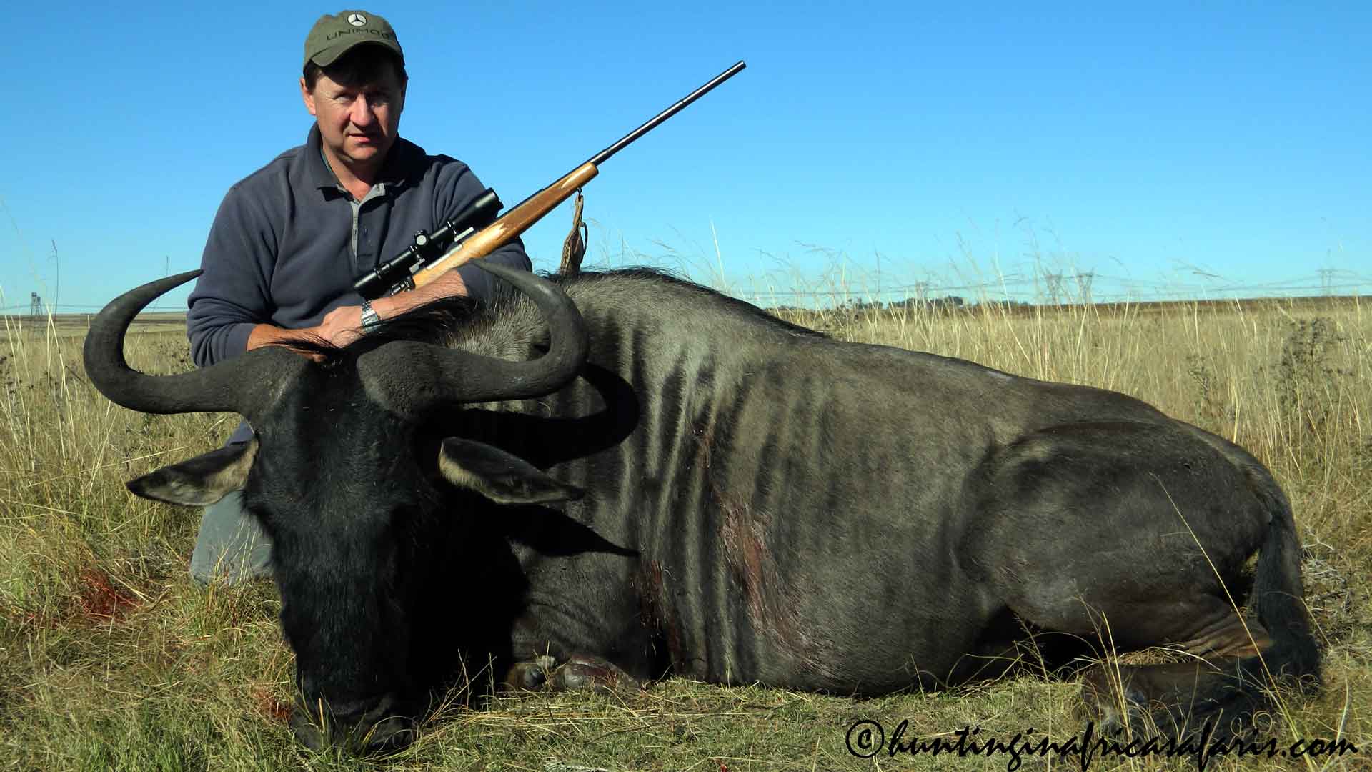 Blue wildebeest horn SCI measurement and trophy quality Australian hunter with a massive Blue Wildebeest trophy bull (Connochaetes taurinus) harvested in the Mpumalanga Highveld.
