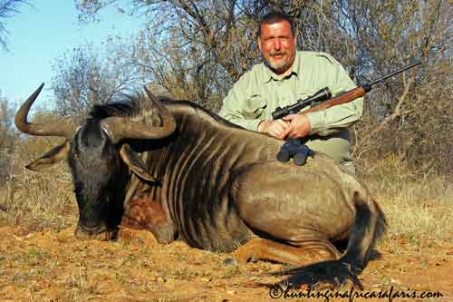 Blue wildebeest trophy fee South Africa price list Hunter posing with a magnificent Blue Wildebeest bull (Connochaetes taurinus) trophy in the Limpopo Bushveld.