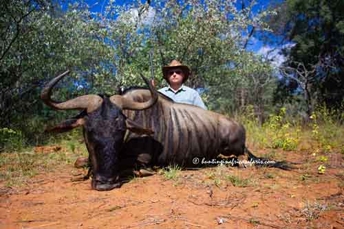 Brindled gnu identification and species characteristics Hunter Ryan with his trophy Brindled Gnu (Connochaetes taurinus), hunted in the North West Province Bushveld using a .375 H&H.