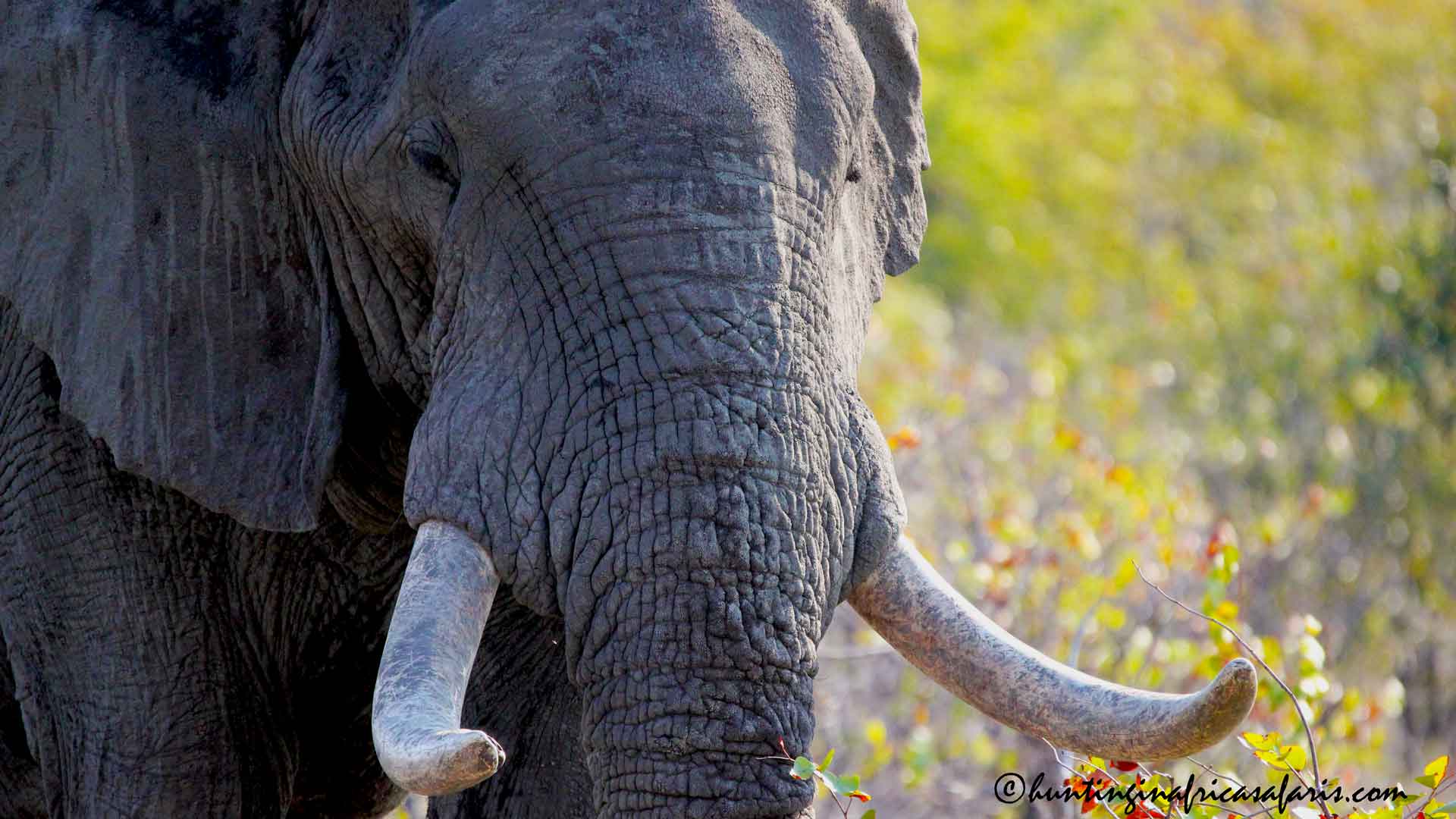 Exportable elephant hunting in South Africa, Namibia and Botswana