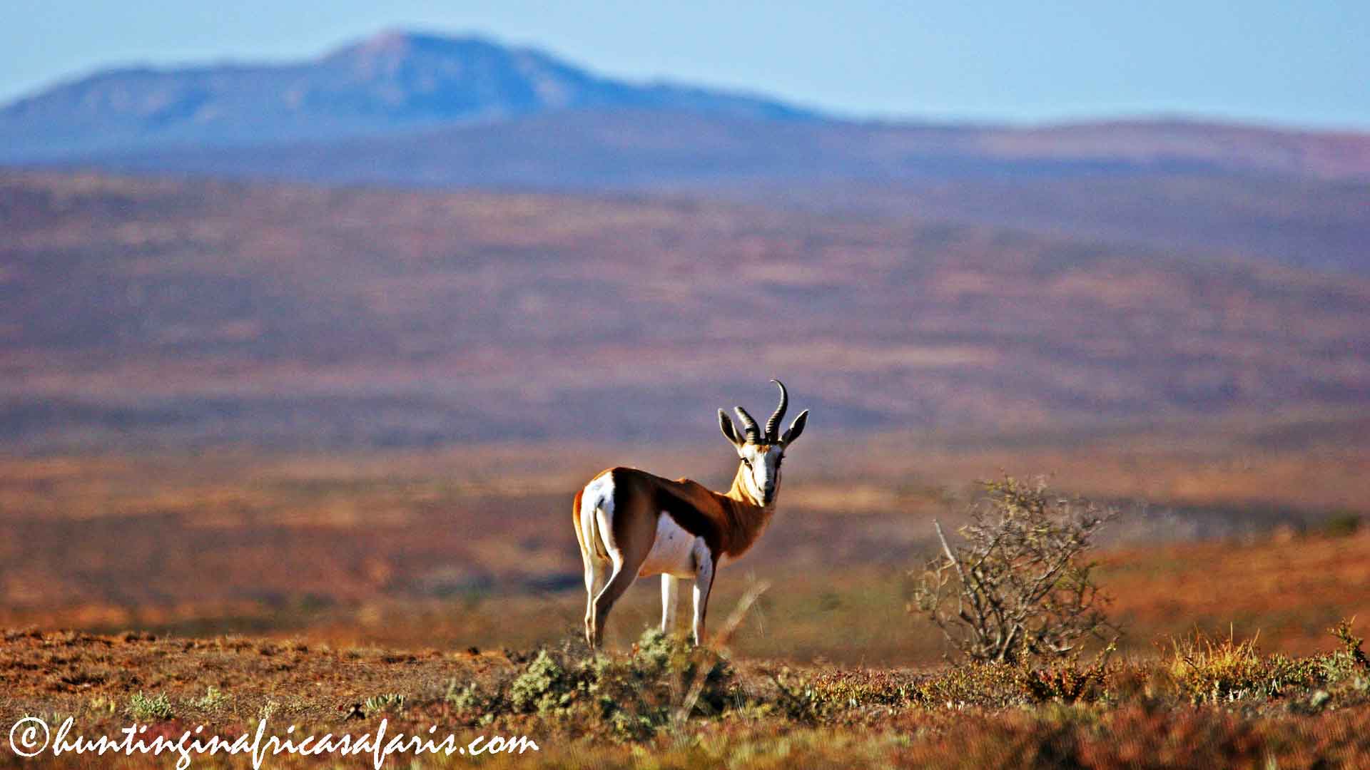 Lone Springbok ram (Antidorcas marsupialis) trophy hunting in arid Tankwa Karoo, South Africa.