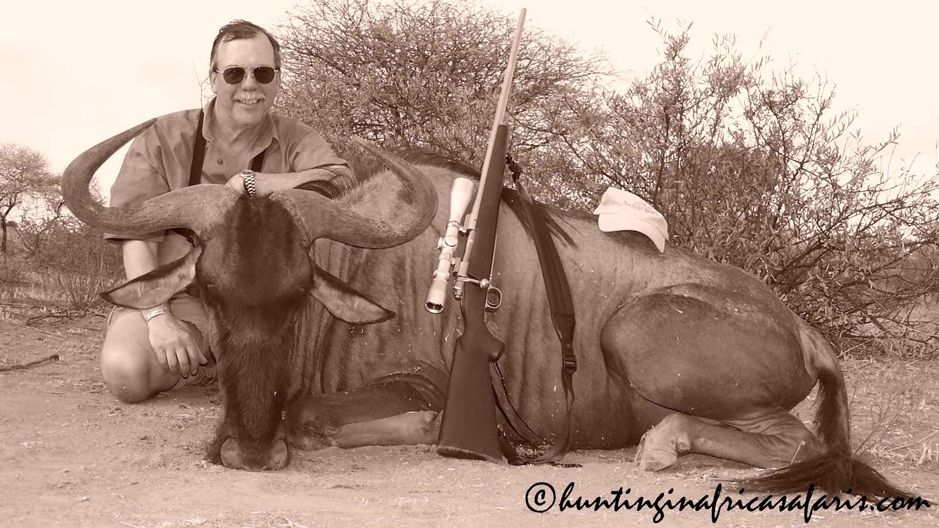 Wildebeest hunting toughness poor mans buffalo Blue Wildebeest (Connochaetes taurinus) recovered after a difficult 2-day tracking effort following a poor shot.