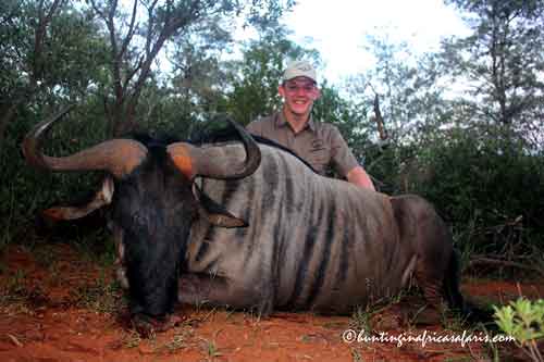 Professional Hunter (PH) with a heavy caliber rifle, illustrating the danger of tracking a wounded Blue Wildebeest.