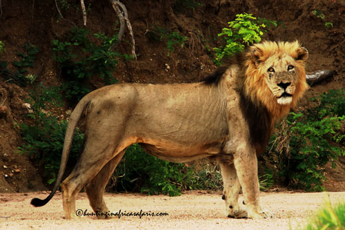 Trophy African lion male in the Limpopo bushveld habitat
