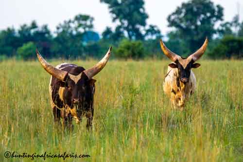 Trophy Ankole Watusi bulls in the North West Province bushveld