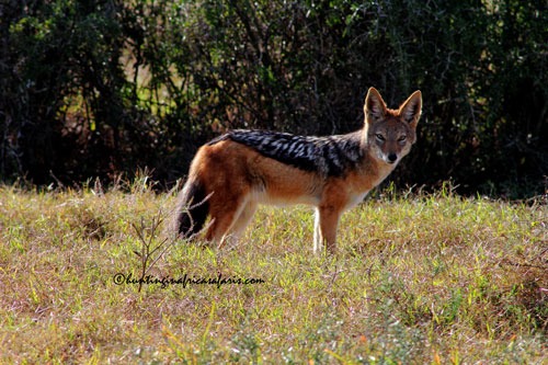 Black-backed jackal male in the South Africa sheep country terrain