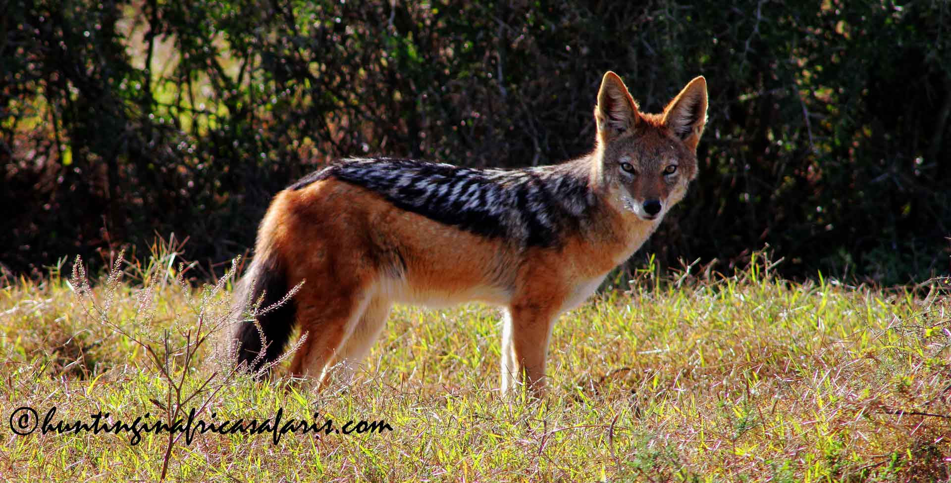 Black backed jackal hunting South Africa safari A broadside view of a trophy Black-backed jackal (Lupulella mesomelas) in its natural habitat.