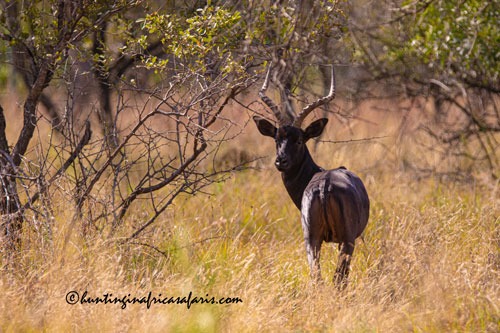 Trophy black impala ram in the North West Province bushveld
