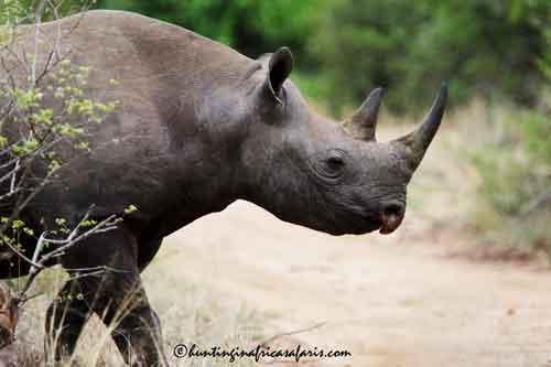 Black rhino front half visual crossing a road from thick brush.