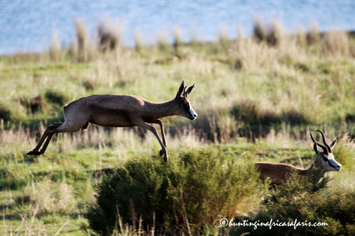 Trophy black springbok ram in the open plains of the Free State
