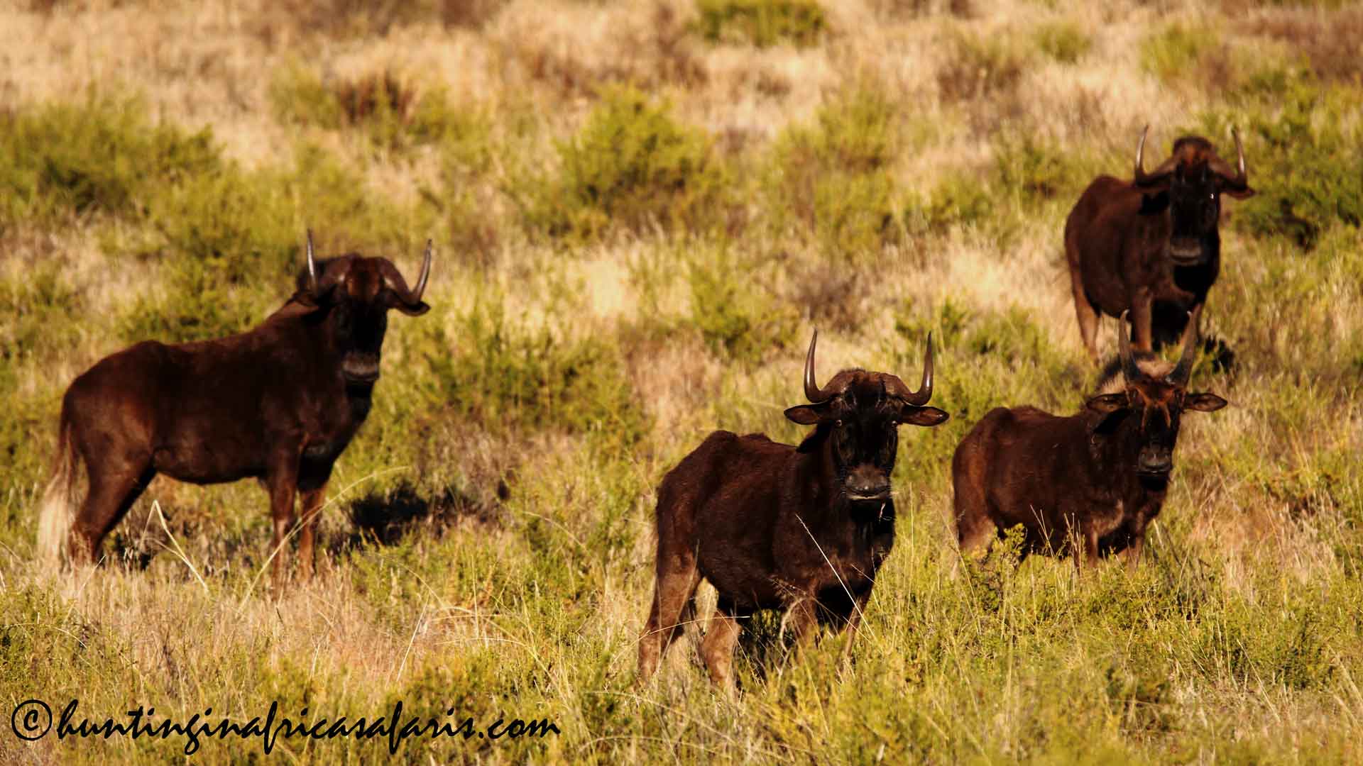 black-wildebeest-hunting-free-state-safari A mature Cape eland young bull and two cows in an open field on a plains game hunting safari in the Free State.