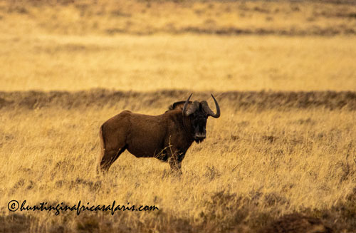Trophy black wildebeest bull in the open Free State plains