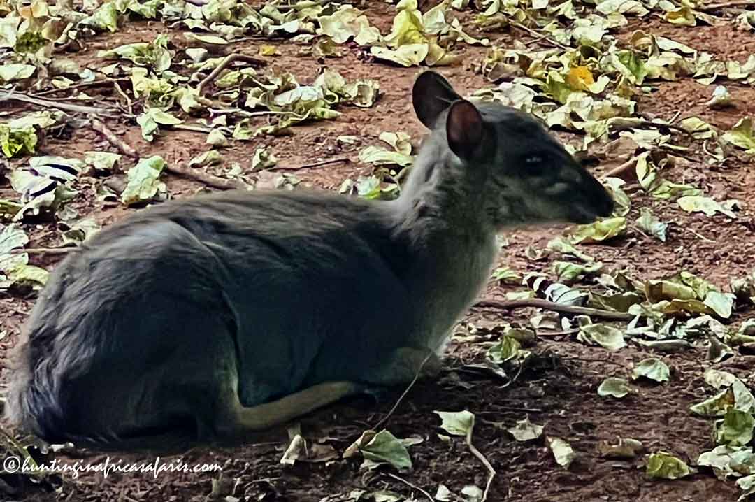 Blue duiker bedded forest floor A blue duiker lying down on sandy ground, facing left to right, staring calmly ahead amidst fallen, curled forest leaves.