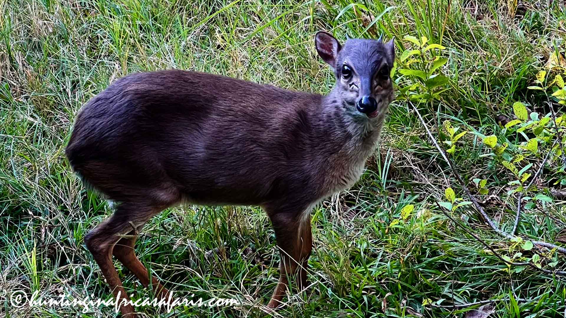 Blue duiker broadside trophy South Africa A close-up, landscape shot of a blue duiker standing full broadside, facing from left to right, with its head turned 90 degrees to look directly into the camera lens.