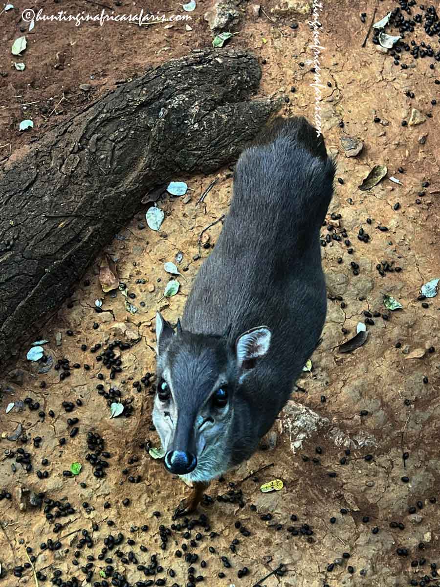 Blue duiker view from above A portrait orientation, top-down view of a blue duiker's full body from behind, with its head tilted directly up toward the camera lens.