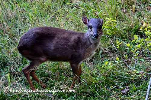 Click to explore specialized walk-and-stalk tactics for hunting blue duiker.