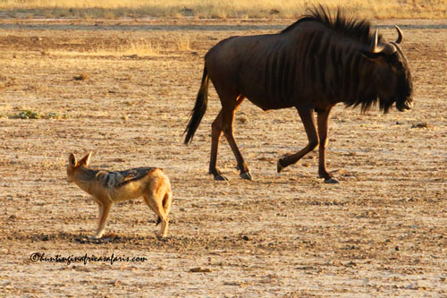 Trophy blue wildebeest bull in the North West Province bushveld