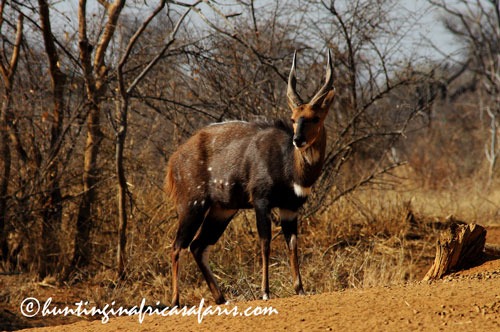 Trophy Limpopo bushbuck ram in the Limpopo lowveld