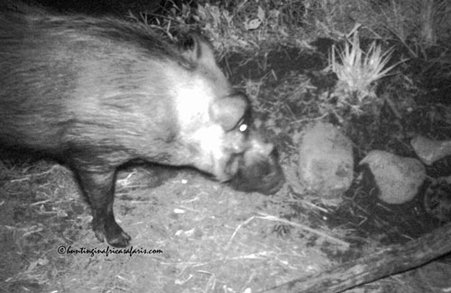 Trophy bushpig boar in the KwaZulu-Natal bushveld