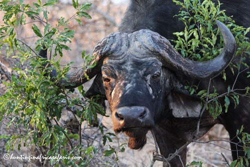 Trophy Cape buffalo bull in the Limpopo Province bushveld