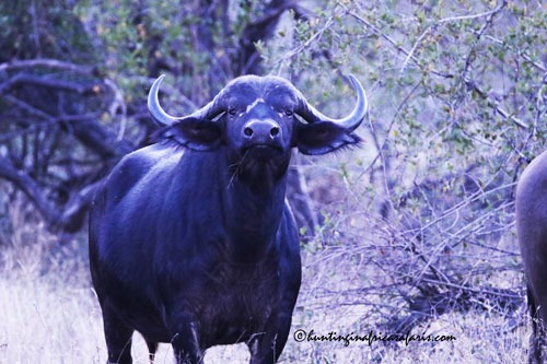 Cape buffalo cow in the KwaZulu-Natal bushveld terrain