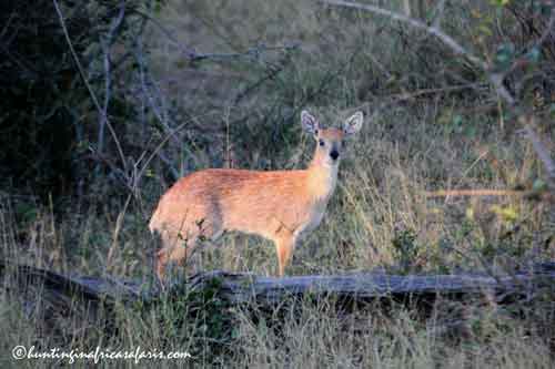 Click to view pricing and tracking strategies for hunting cape grysbok.