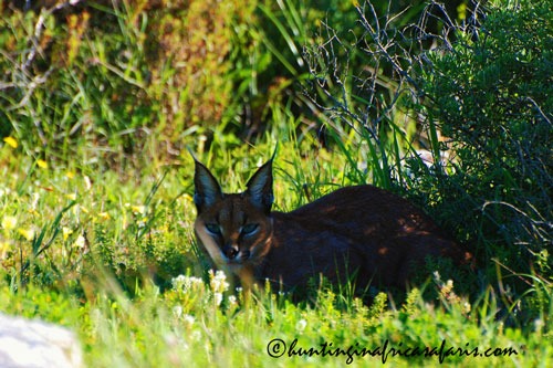 Trophy caracal male in the North West Province bushveld