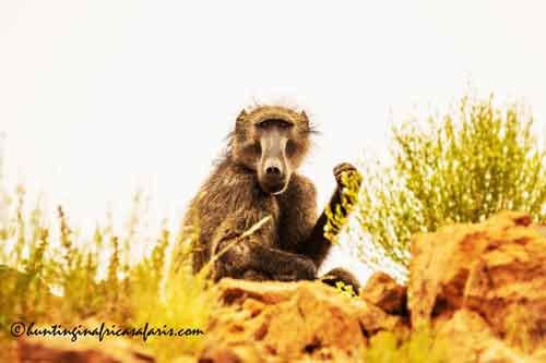 Trophy Chacma baboon male in Limpopo Province rocky outcrops