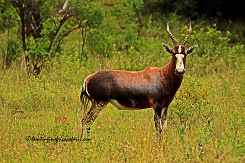 Common blesbok trophy ram in the open plains of the Free State Province