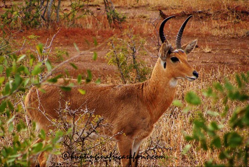 Trophy common reedbuck ram in the KwaZulu-Natal bushveld