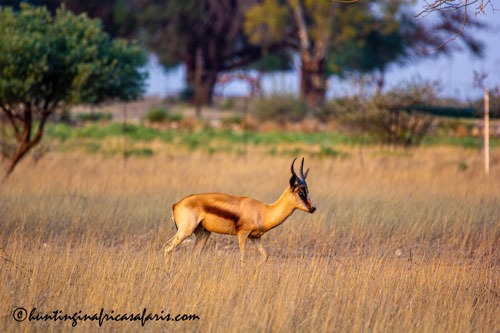 Trophy copper springbok ram in the open plains of the Free State