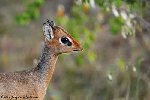 Click to view tracking guides, regional concessions, and package pricing for hunting damara dik dik.