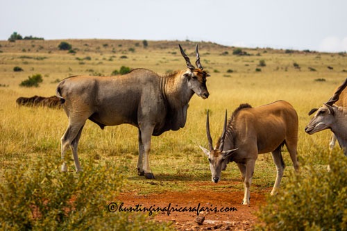 Trophy Cape eland bull in the bushveld region of Limpopo Province