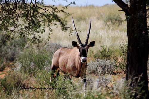 Trophy gemsbok / oryx bull in the Kalahari region of the North West Province